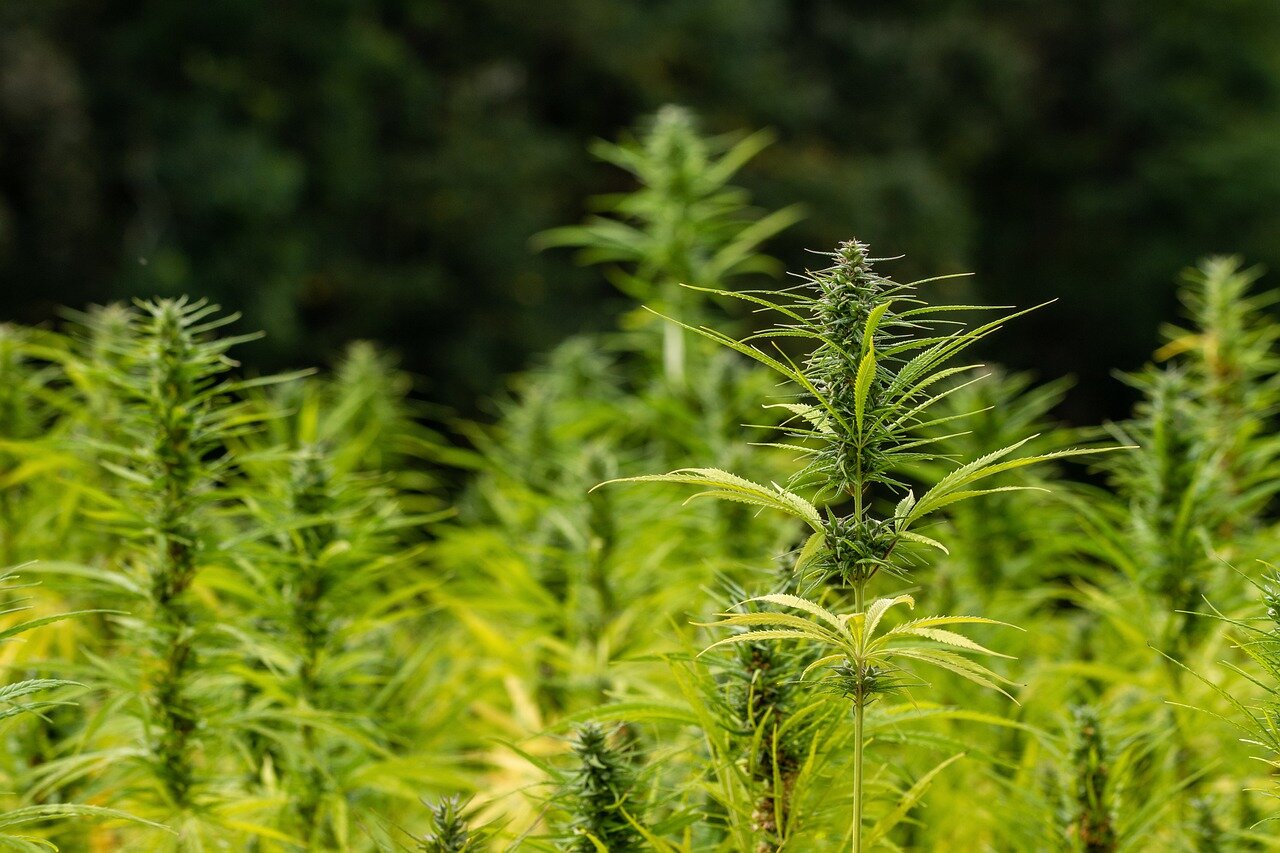 Hemp: A Past Journey and Future Possibility