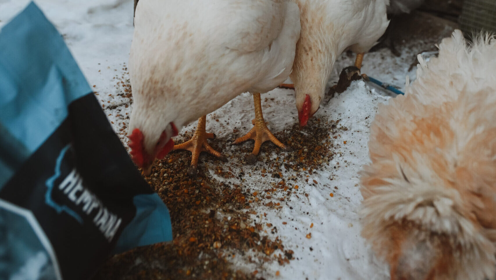 Nutritional Benefits and Performance Advantages of Chicken Feed for Laying Hens