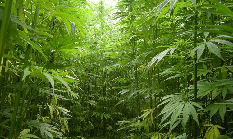 Rediscovering Hemp: Why It’s Time to Reclaim the Word and Its Legacy
