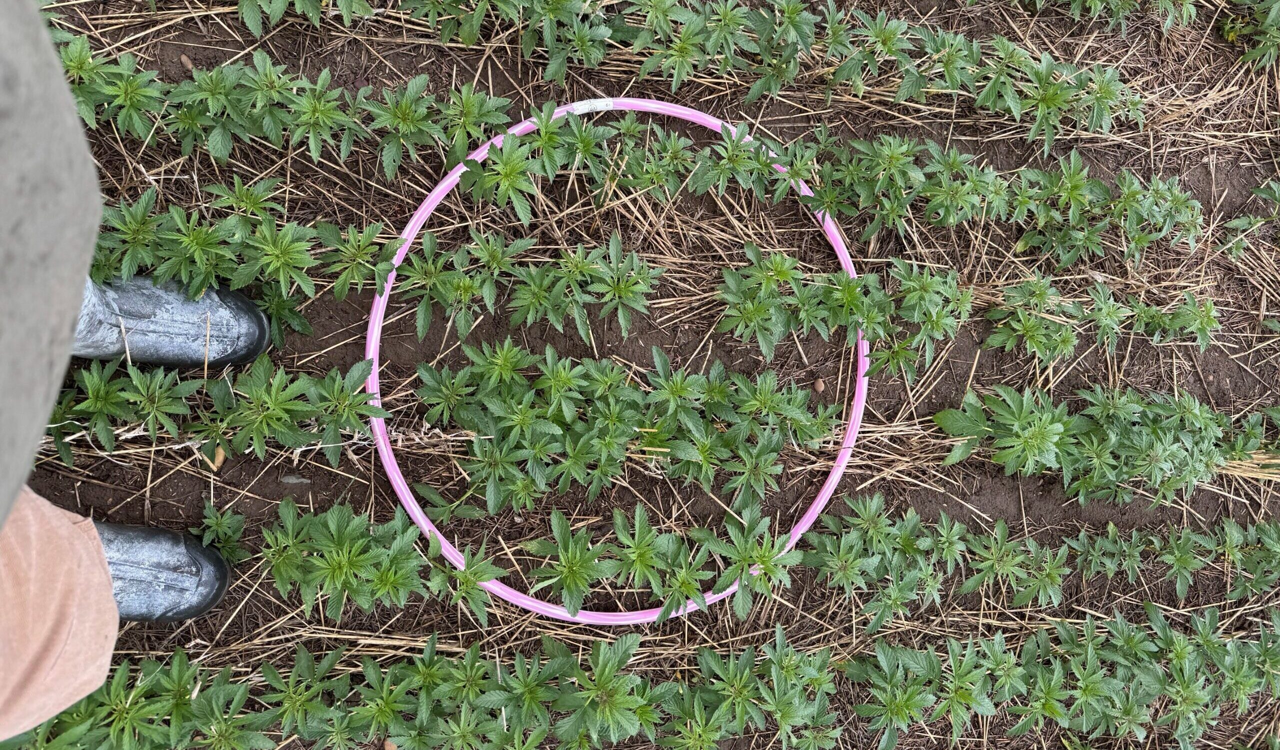 2025 Planting Update: A Strong Start for Hemp in Montana’s Golden Triangle
