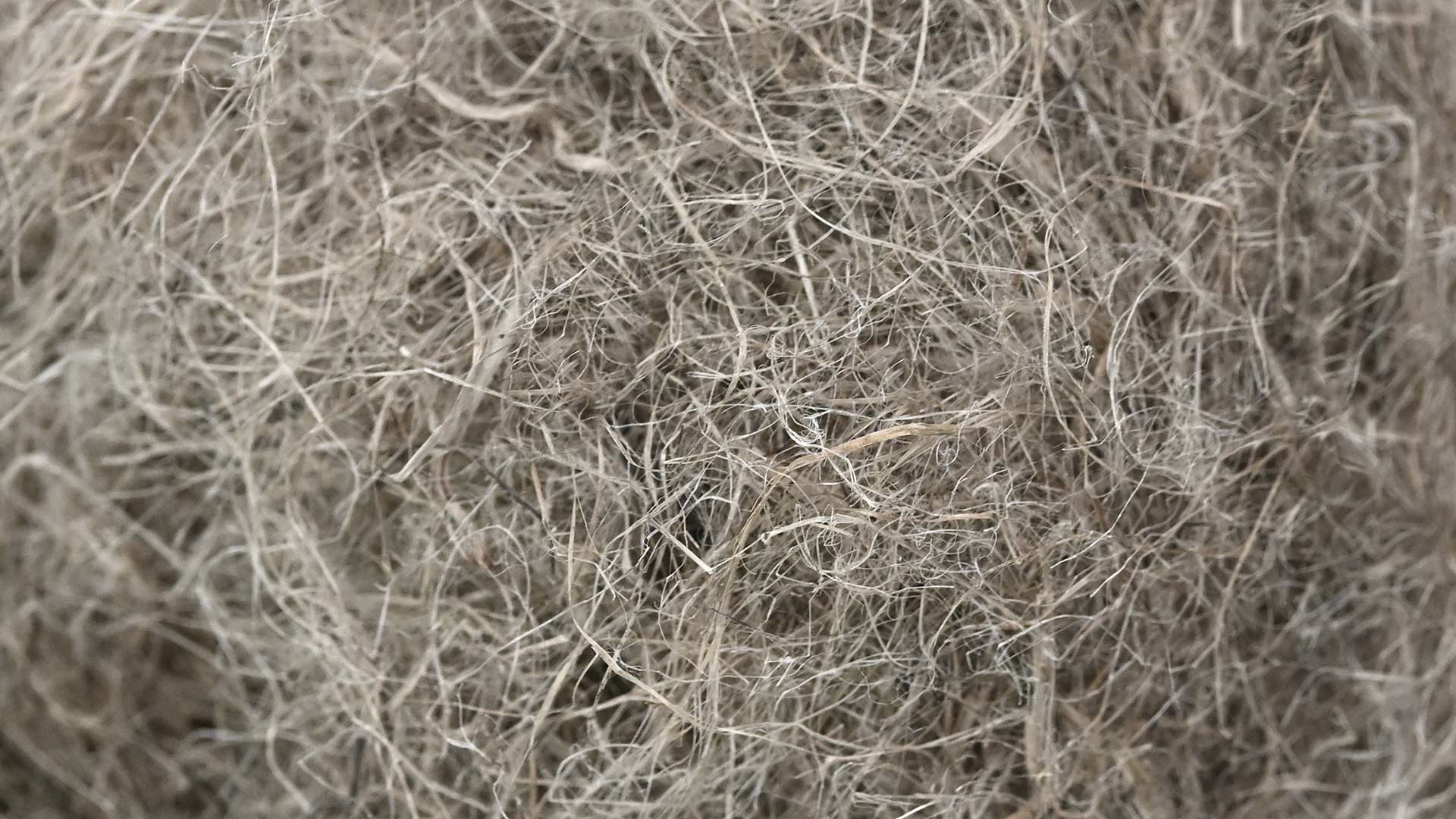 industrial hemp fiber