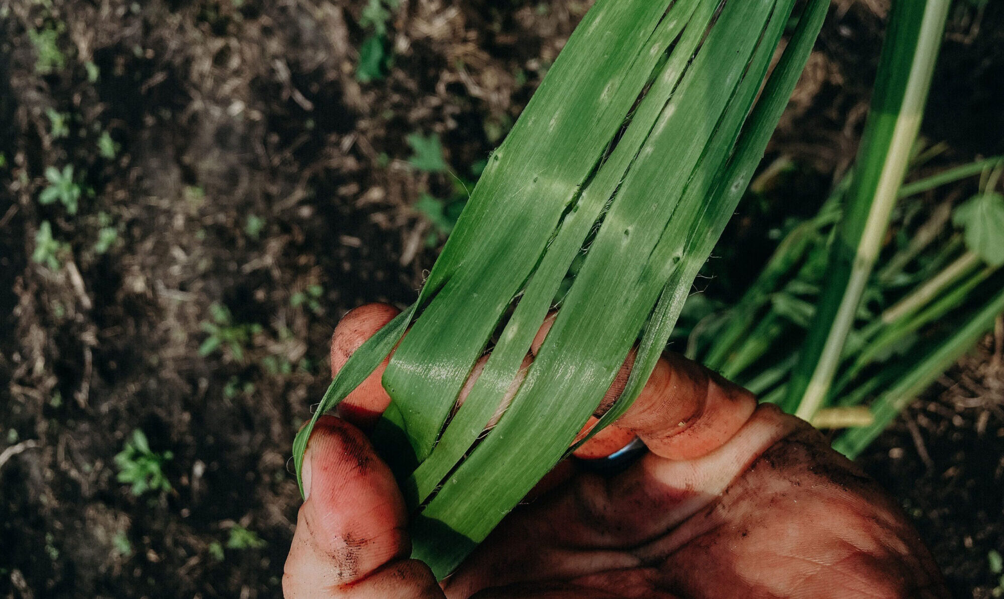 Technical Aspects of Hemp Fiber as a Raw Material 