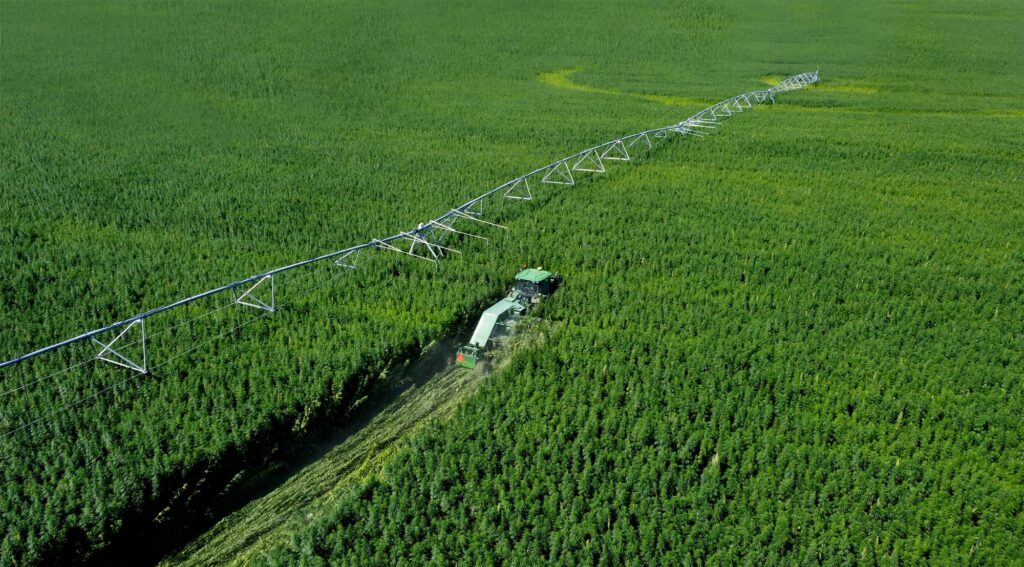 Hemp fiber field cutting