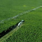 Hemp fiber field cutting