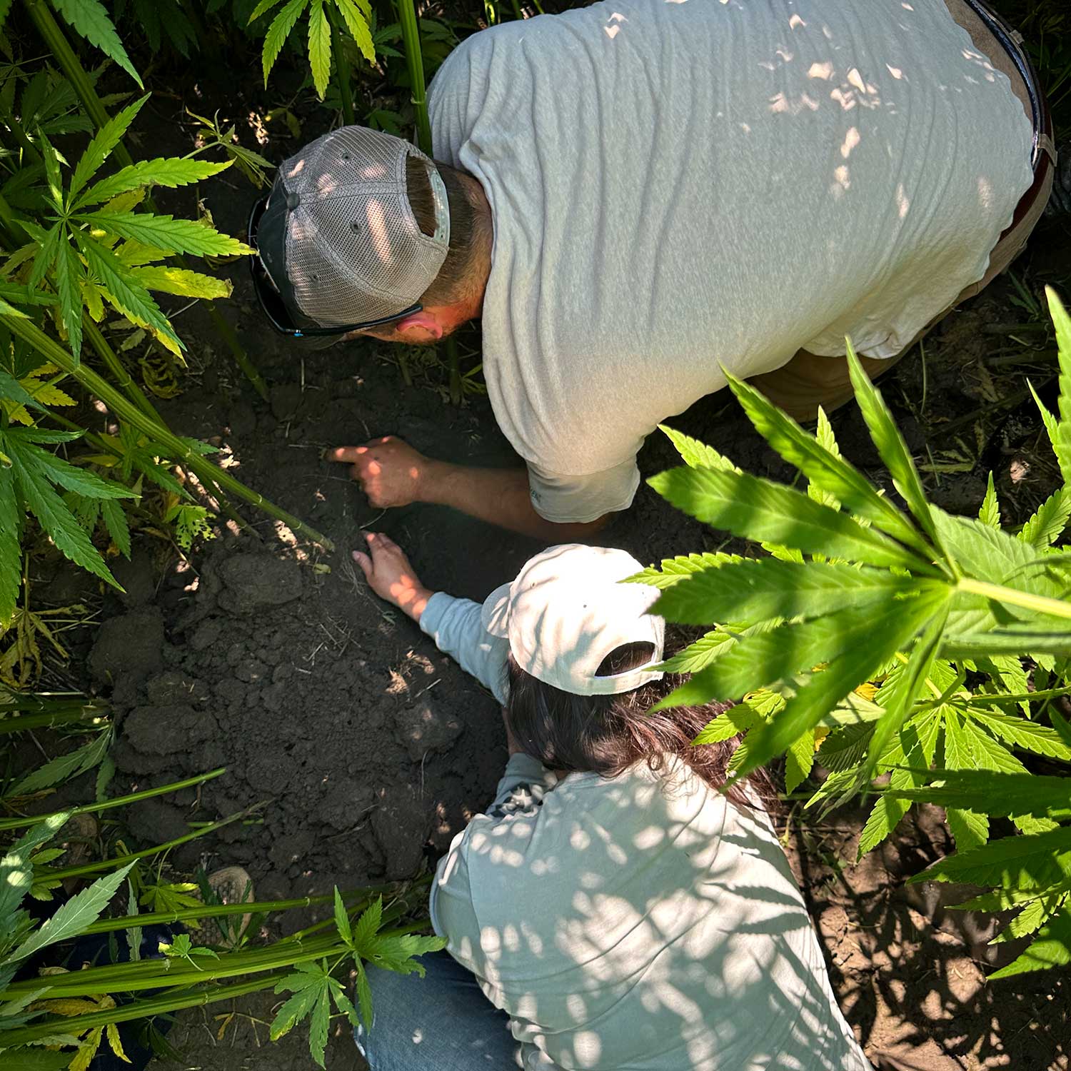 IND HEMP agronomy team working with farmers