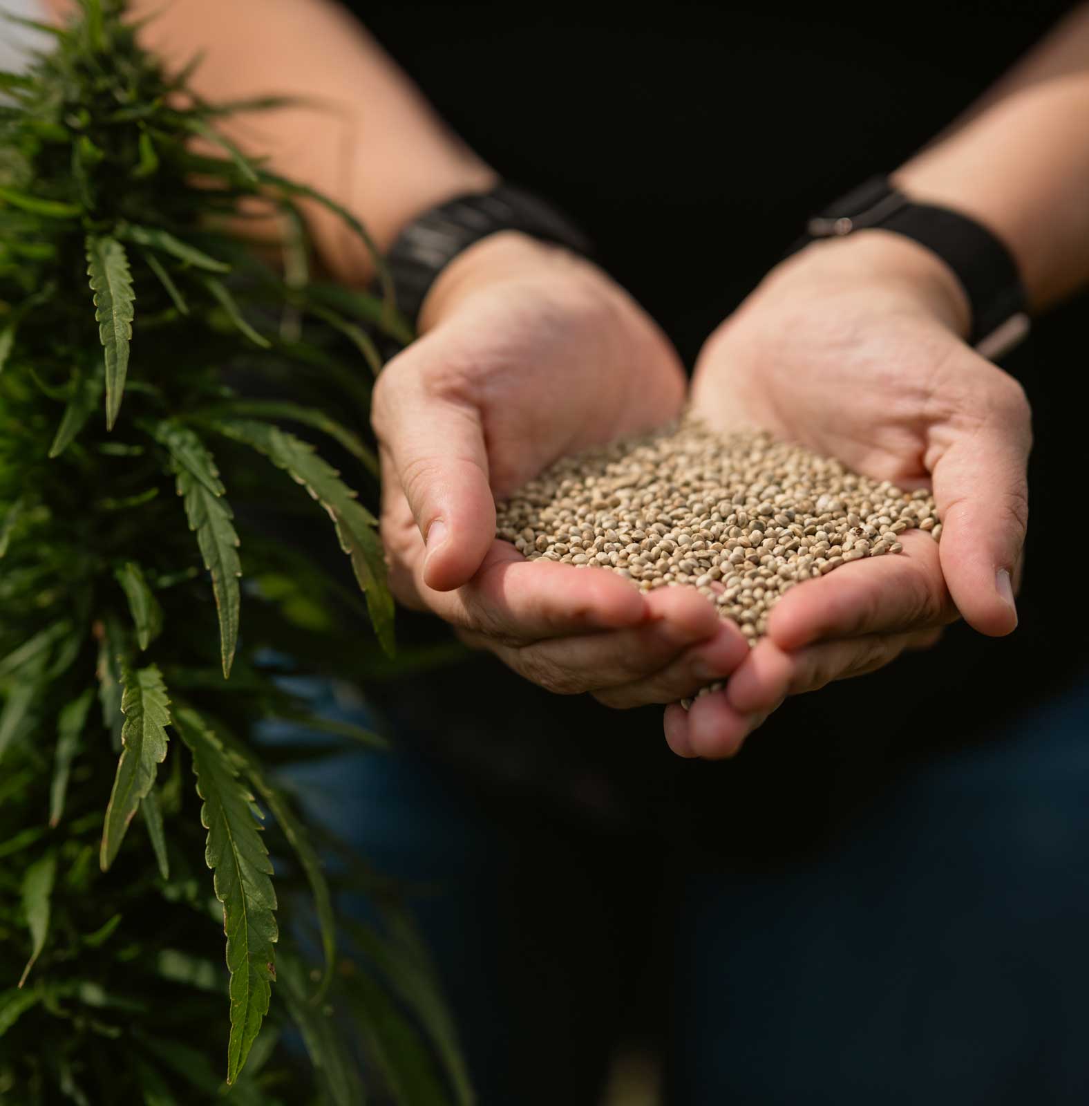 hands holding hemp seed