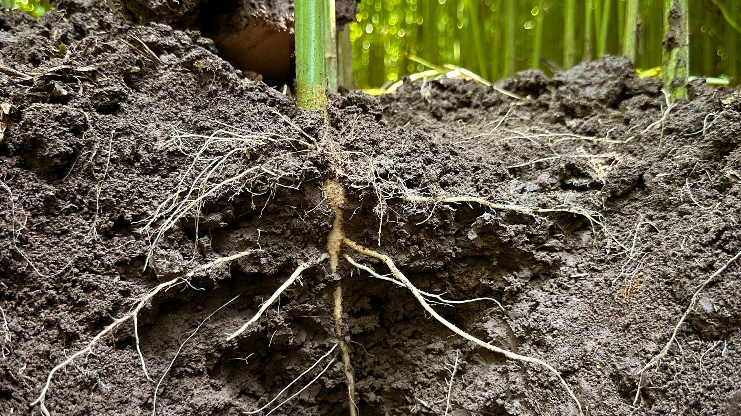 Building the Foundation for High-Integrity Soil Carbon: IND HEMP Hosts SOC Stakeholder Consultation in Fort Benton